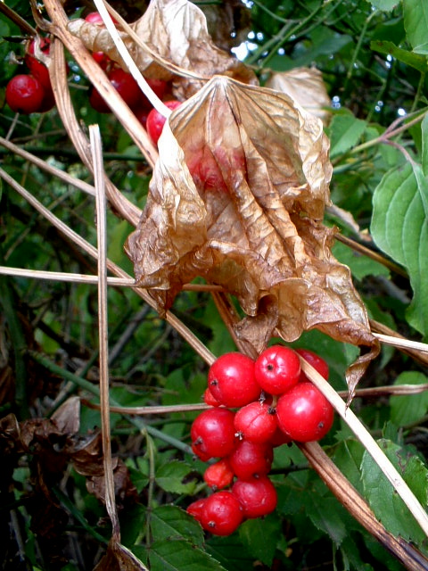 Dioscorea (=Tamus) communis / tamaro